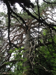 Pinus sylvestris L., Pino silvestre. Pino albar. Pino royo 2
