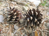 Pinus sylvestris L., Pino silvestre. Pino albar. Pino royo 9