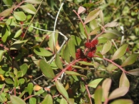 Pistacia lentiscus L., Lentisco, Charneca