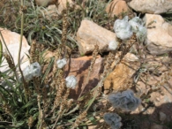 Llantén blanquecino con agallas procucidas por el ácaro Eriophyes barroisi.