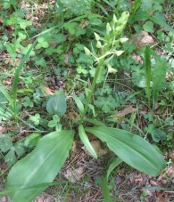 Platanthera bifolia (L.) Rich. 4