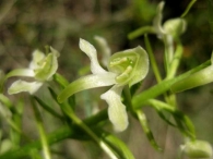 Platanthera chlorantha 2