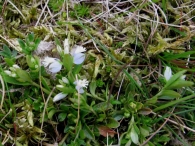 Polygala serpyllifolia Albina