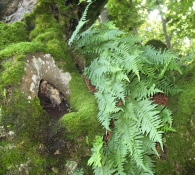 Polypodium vulgare L., Polipodio común, Helecho dulce.