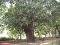 MN nº 17. Populus alba L., Álamo blanco. 8