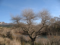 Populus nigra L., Chopo negro, Chopo 9