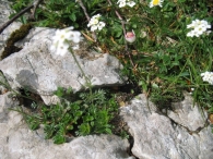 Pritzelago alpina (L.) Kuntze, Lepidium alpinum L., Mastuercillo alpino. 3