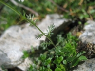 Pritzelago alpina (L.) Kuntze, Lepidium alpinum L., Mastuercillo alpino. 2