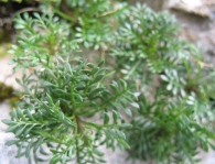 Pritzelago alpina (L.) Kuntze. 2