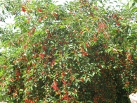 Prunus Cerasus L., Cerezo silvestre, Guindo ácido, Guindal 8