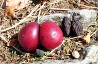 Prunus domestica L.,Ciruelas de San Pantale�n, Huevo toro, Cull�n de fraile. Ejemplar siam�s.