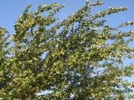 Prunus domestica L., Ciruelo silvestre 4