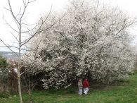 Prunus domestica L., Ciruelo silvestre 6