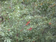 Prunus domestica L., Ciruelo silvestre 3