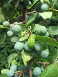 Prunus insititia L., Ciruelo silvestre. 3