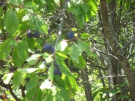 Prunus insititia L., Ciruelo silvestre