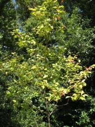Prunus padus L., Cerezo aliso 2