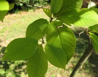 Prunus padus L., Cerezo aliso 3