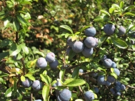 Prunus, spinosa, L., Endrino, Arañones, Pacharán 6