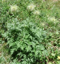 Pulsatilla alpina (L.) Delarbre subsp. alpina, Flor del viento, An�mona. 4