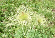 Pulsatilla alpina (L.) Delarbre subsp. alpina, Flor del viento, Anémona. 2
