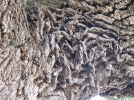 Quercus faginea Lam., Quejigo, Rebollo, R carrasque�o, Carvallo 4