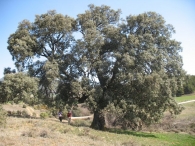 MN n� 44. Quercus ilex subsp. ballota (Desf.) Samp., Encinas de Oloriz 7