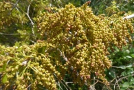 Quercus ilex subsp. rotundifolia. Encina. Inflorescencia.