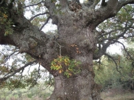 MN n� 42.  Quercus pubescens Wild. = Quercus humilis Mill. Roble de Etxag�e 4