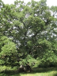 MN n� 42, Quercus humilis Mill., o Quercus pubescens Wild.