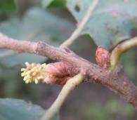 Quercus pubescens Willd., Quercus humilis Mill., Roble, Aritza 3