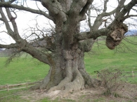 Monumento Natural n� 43. Quercus robur L., Roble pedunculado. Ork�n 3