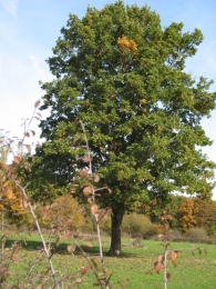 Quercus robur L., Roble pedunculado, Aritza 3