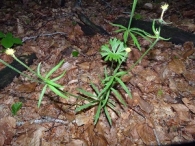Ranunculus auricomus 3
