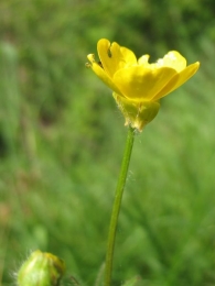 Ranunculus bulbosus L., Bot�n de oro 5
