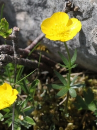 Ranunculus carinthiacus Bot�n de oro Edaskia 3