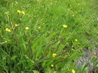 Ranunculus flammula L., Ranúnculo llama. 9