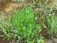 Ranunculus flammula L., Ran�nculo llama. 7