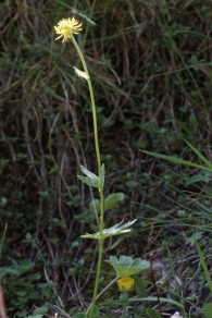 Ranunculus gouanii 5