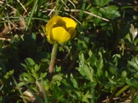 Ranunculus ollissiponensis alpinus