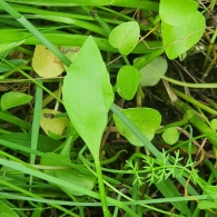 Ranunculus  ophioglossifolius 4