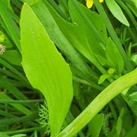 Ranunculus  ophioglossifolius 5