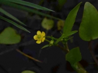 Ranunculus ophioglossifolius 3