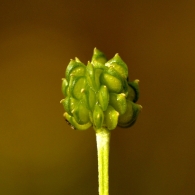 Ranunculus sardous 3