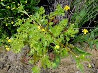 Ranunculus trilobus 4