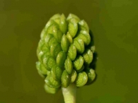 Ranunculus trilobus 2