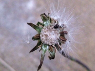 Reichardia picroides 3