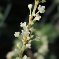 Reynoutria / fallopia japonica 4
