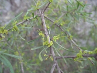 Rhamnus lycioides L., Espino negro, Arto, Escambrón 3