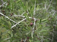 Rhamnus lycioides L., Espino negro, Arto, Escambr�n 2
